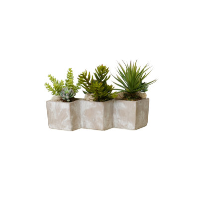 Arrangement de plantes grasses en pot triple