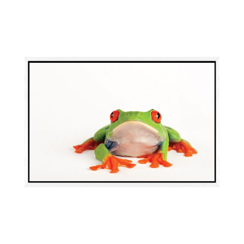 A Red Eyed Tree Frog From A Private Collection by Joel Sartore - Gallery-Wrapped Canvas Giclée on Canvas, White Framed