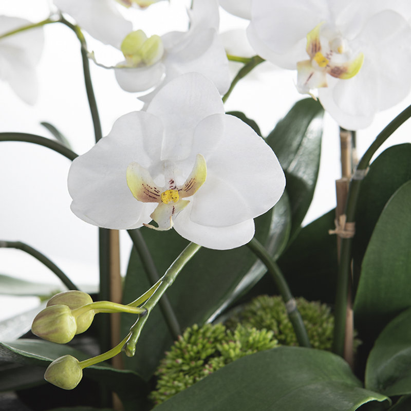 Orchids Arrangement in Planter
