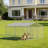 Spacious Full-Coverage Outdoor Dog Run
