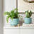 Ceramic Plant Pots with Drainage Hole and Sauce-2099456369