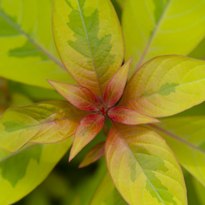 «Crrop Garden Leaves III» par Laura DeNardo - photographie sur toile tendue