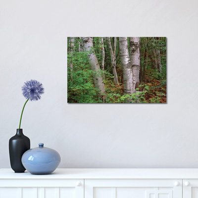 Birch Forest, Pictured Rocks National Lakeshore, Michigan by Tim Fitzharris - Wrapped Canvas Print
