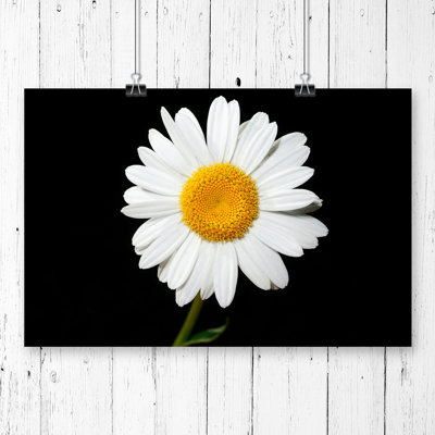 Flower White Daisy - Frameless Print