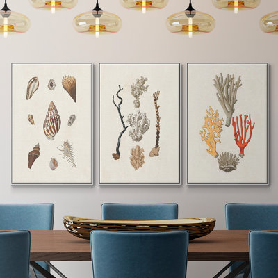 Knorr Shells & Coral IV