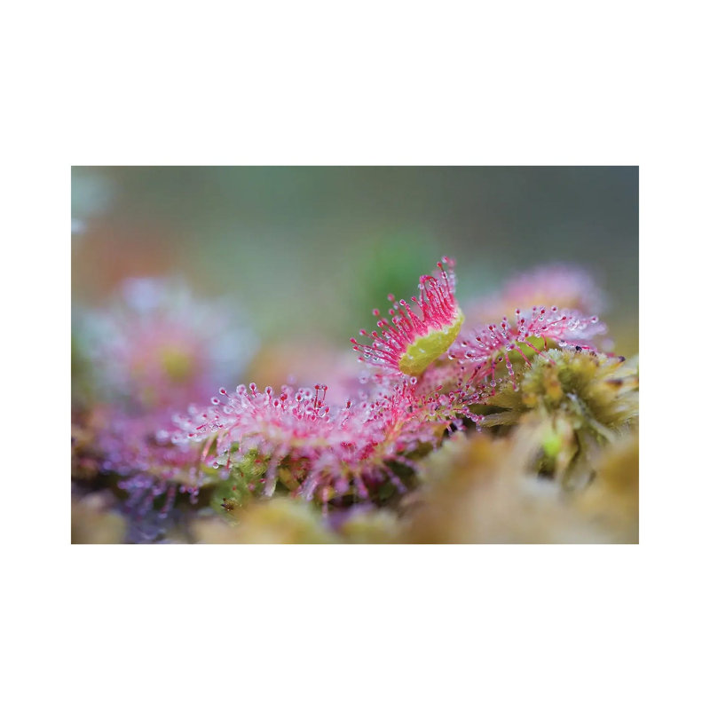 Sundew by Mateusz Piesiak - Wrapped Canvas Print, 20.32 cm H x 30.48 cm W