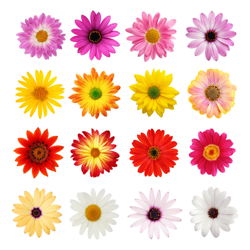 The Perfect Daisy Collection - Wrapped Canvas Print, 30cm H x 30cm W