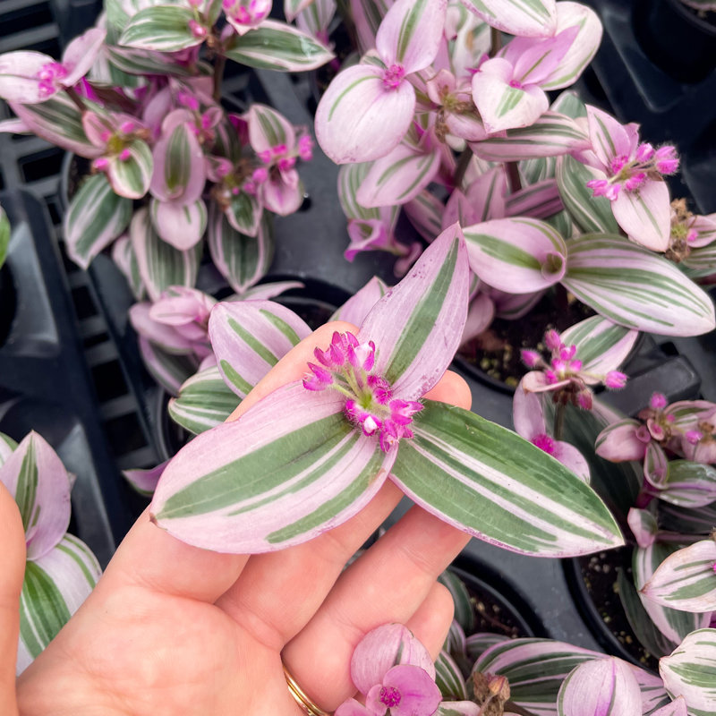 Live Tradescantia Nanouk Plant, Nursery Pot