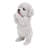 Dog-Poodle Puppy Playing