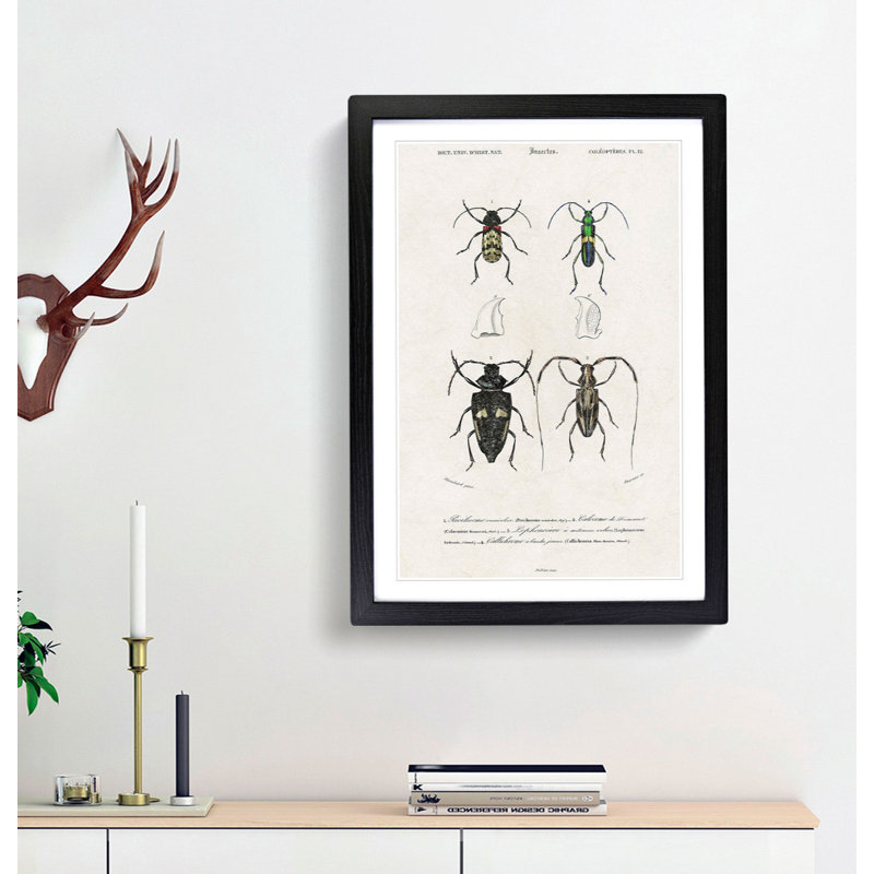 Beetle Illustrations PL.12 by Charles D'Orbigny - Single Picture Frame Print, Black Framed, 45cm H x 33cm W x 2cm D