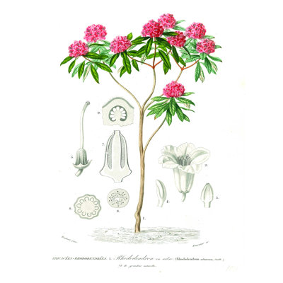 " Rhododendron "