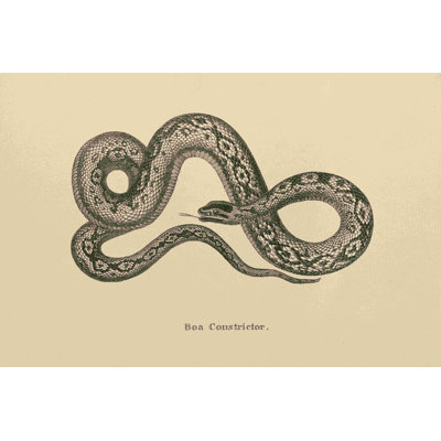 " Vintage Boa Constrictor Crop " by Wild Apple Portfolio