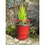 Canady Pot Planter-15753336-15753337