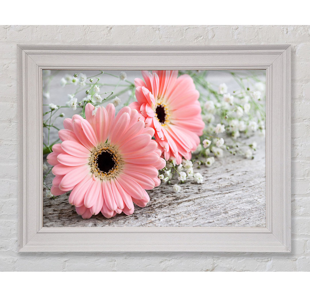 Rosa Gerbera Laying Down Close Gerahmter Druck