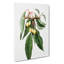 Ripening Cherries by Giorgio Gallesio - Wrapped Canvas-55323069