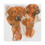 Adelphi Rhodesian Ridgeback, reproduction de peinture à l'huile sur toile tendue-26109018