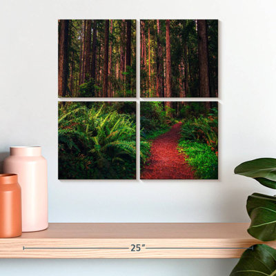 Alvord Redwood Forest Trail