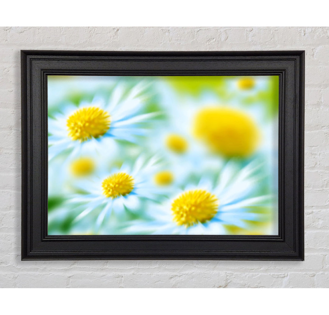 Soft Hue Of White Daisies - Einzelner Bilderrahmen Kunstdrucke