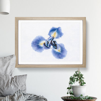 An Iris Flower In Blue - Picture Frame Painting Print