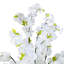 165cm Plant