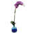 Orchid is out of stock