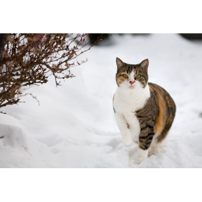 Snow Cat by Skyhobo