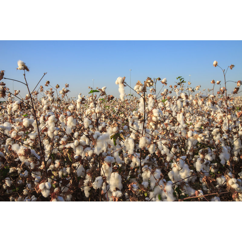 " Ripe Cotton On Field ", 20" H x 30" W