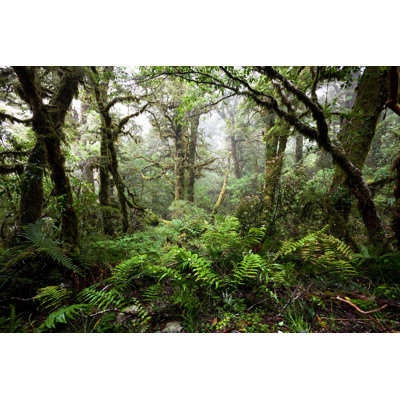 New Zealand Rain Forest by Stevegeer