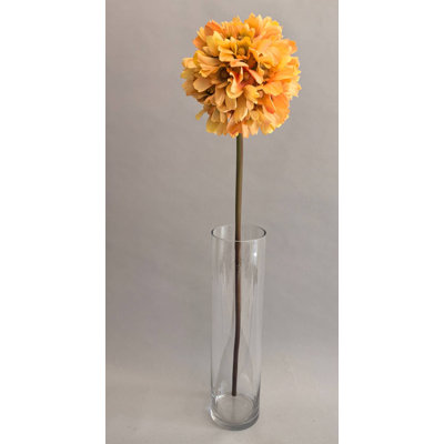 PRIMULA