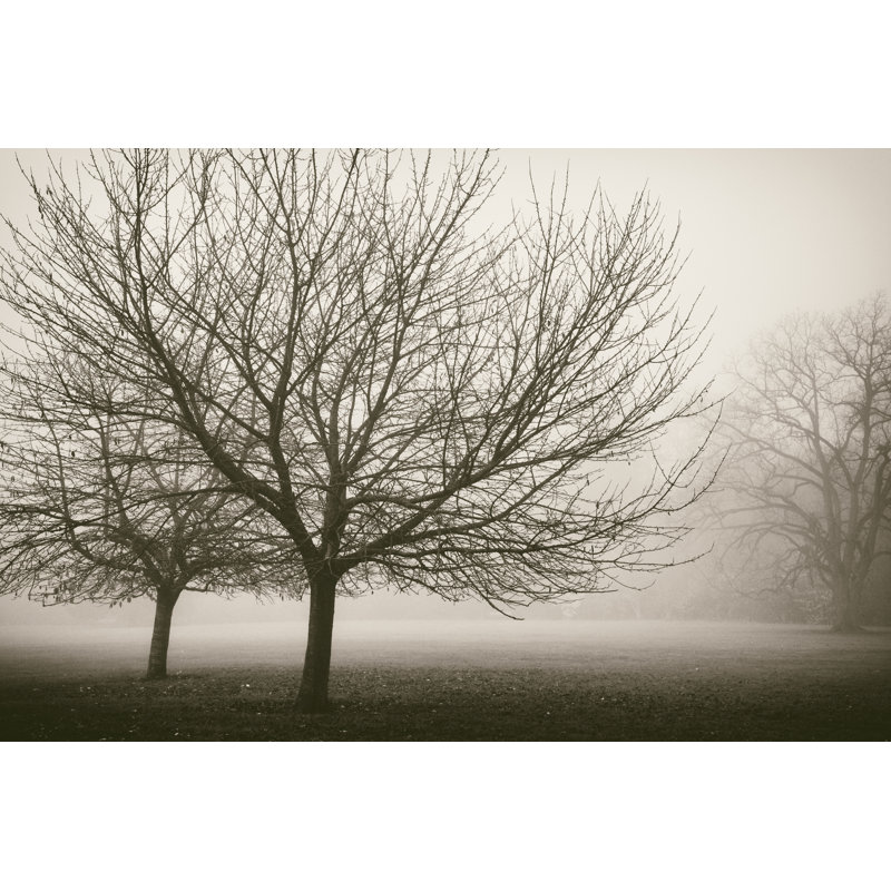 Trees in Fog VIII by Jody Stuart - Photograph Print, Wrapped Canvas, 30cm H x 46cm W