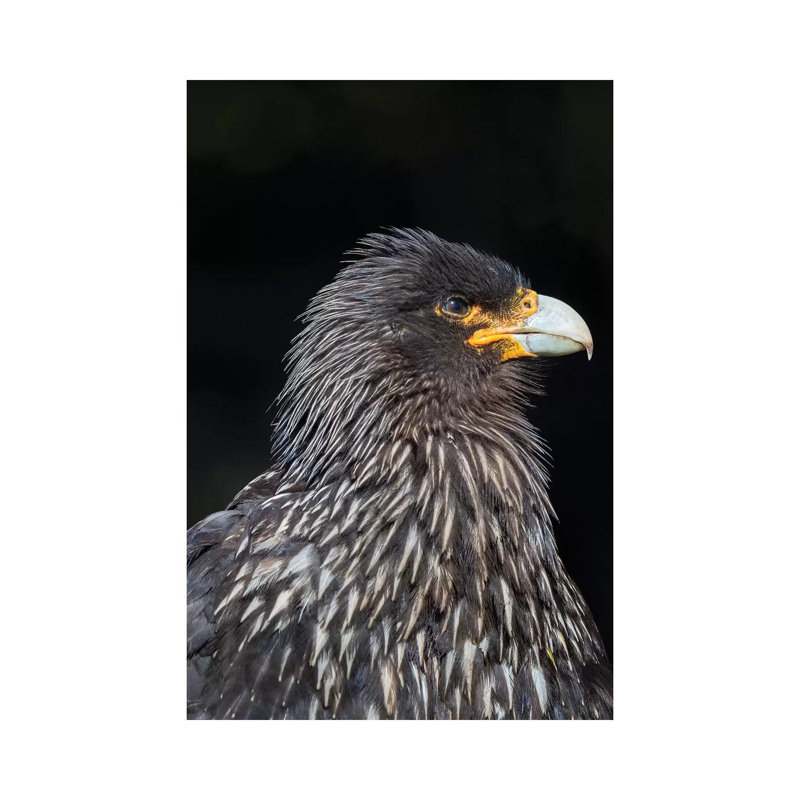 Falkland Caracara Or Johnny Rook, Protected And Highly Intelligent Bird Of Prey. Falkland Islands by Martin Zwick - Wrapped Canvas Gallery-Wrapped Canvas Giclée