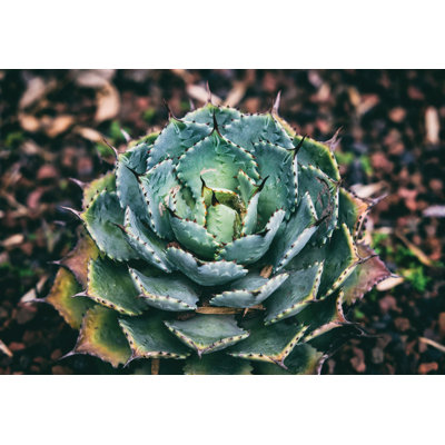 Spiky Succulent - Wrapped Canvas Art Prints