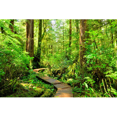 Pacific Rim National Park by Jenifoto - Wrapped Canvas Print