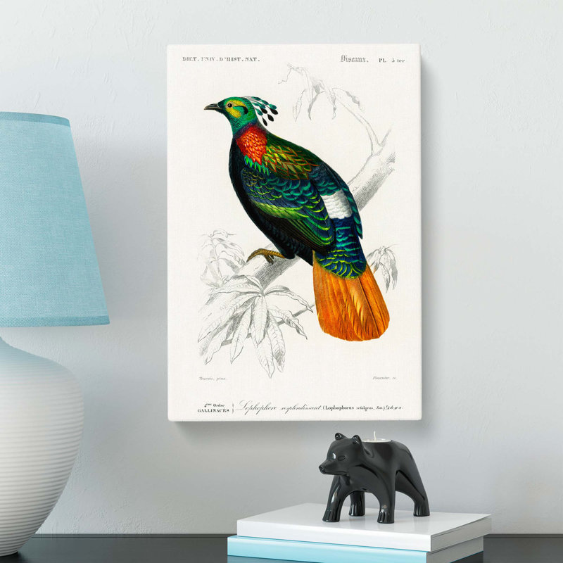 Himalayan Monal Bird by Charles D' Orbigny - Wrapped Canvas, 60cm H x 40cm W x 3cm D