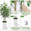 Ficus benjamin artificiel 5 pi Evergreen-1483755942