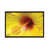 Black Floater Framed is unavailable