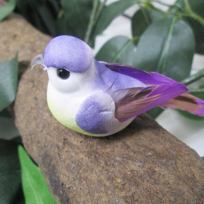 Moineau à ventre Bellavista