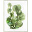 Fresh Market 4 Print