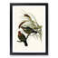 Little Green Pigeons by Elizabeth Gould - Picture Frame Painting Print-55580661-55580664