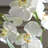 Laris Orchid Drop-In