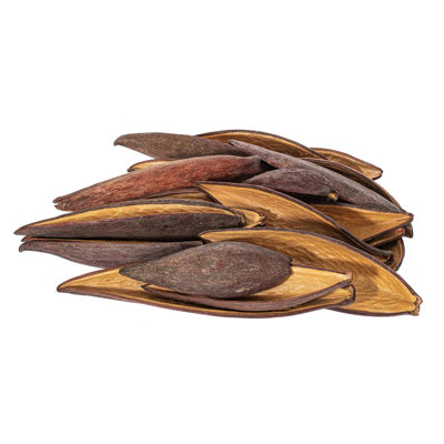 Dakota Fields 1"-2" Natural Canoinha Pod, 24 per bag. This is a natural product, dimensions and color may vary plant to plant.