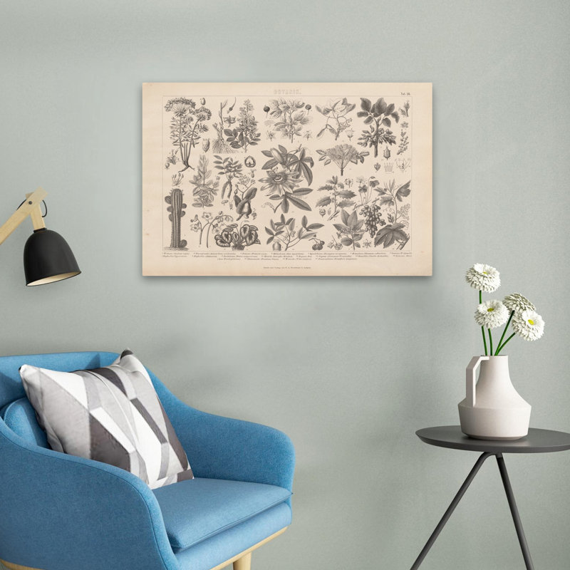 Botanicals - Botanik I Vintage, H 16 po x l 24 po