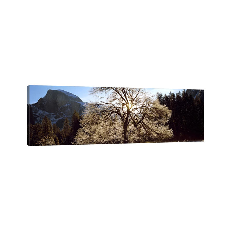Low Angle View Of A Snow Covered Oak Tree, Yosemite National Park, California, USA - Wrapped Canvas Panoramic Print