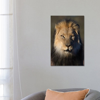 Lion Black Maned 1 Piece Wrapped Canvas Wall Art