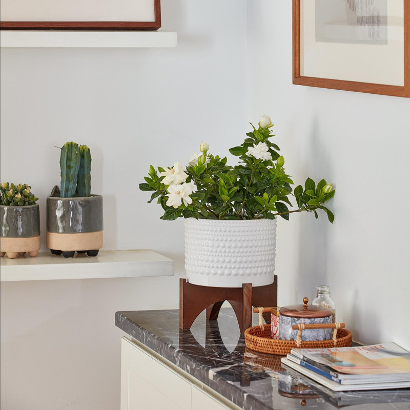 Pot à fleurs en céramique 1 pièce Tierney, H 9,6 po x l 8 po x P 8 po