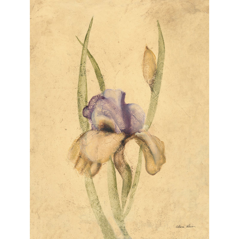 «Lady Mohr Iris» par Cheri Blum - impression, H 16 po x l 12 po x P 1,25 po, Non, Toile tendue