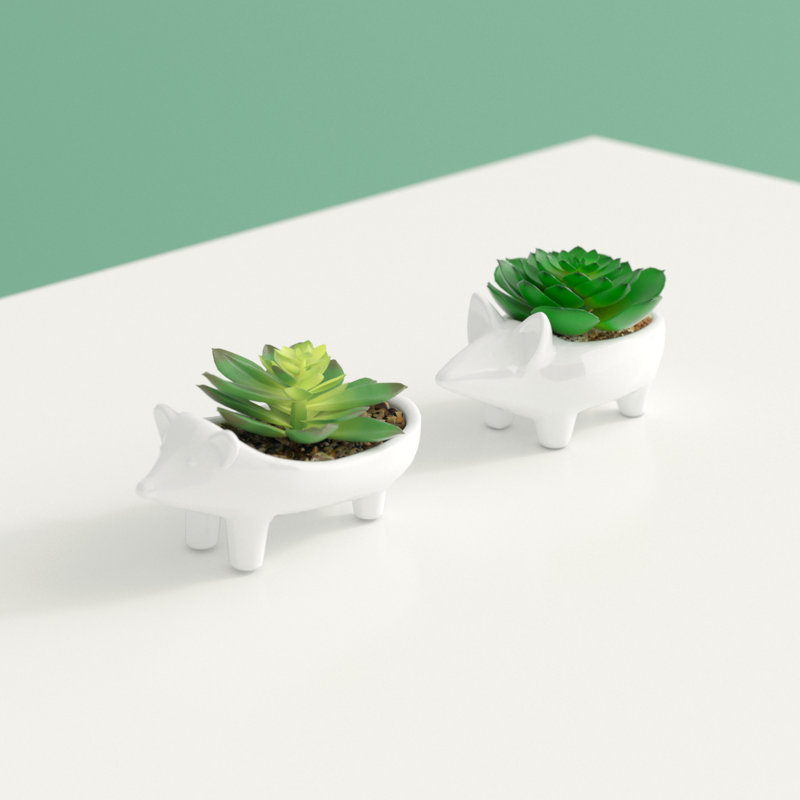 2 pièces plante grasse hérisson en pot