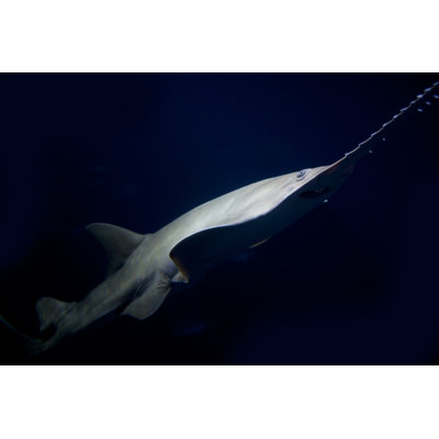 " Saw Fish " by Shaunwilkinson