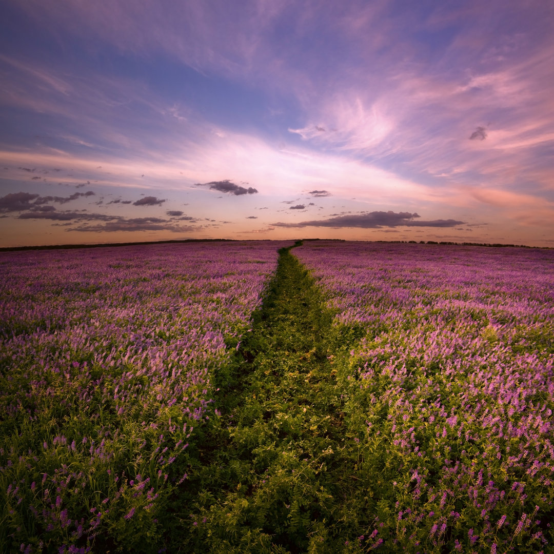 Road In Lilac Flowers by Alex_Doubovitsky - Drucken