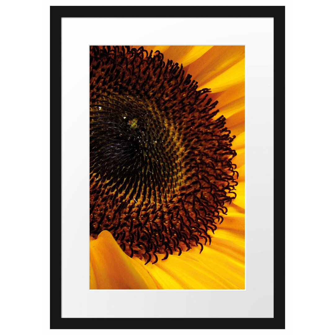 Gerahmtes Poster Große Sonnenblume